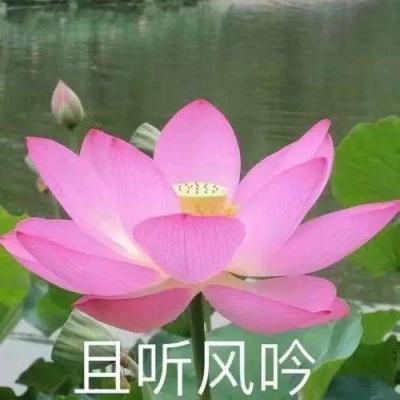 BOB手机综合app